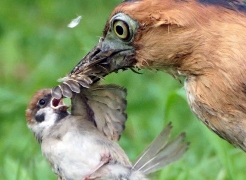 看到喜鹊吃麻雀是什么预兆?-一只麻雀和一只喜