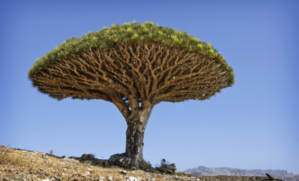 龙血树是地球上最具生命力的树种之一.(图/翻摄网路)
