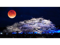 紅色滿月ｘ滿開夜櫻　日本「月食花見」錯過再等17年！