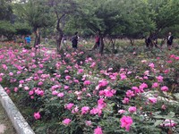 千株薔薇遍地開花　限時12天「士林官邸玫瑰展」登場