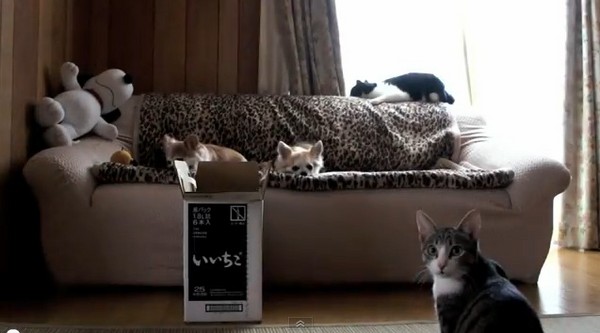 强迫症「寻回猫」 不断跳进箱子捡瓶盖 | ETtod