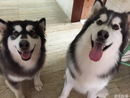 搞出命案让主人崩溃?!超皮阿拉斯加雪橇犬的爆