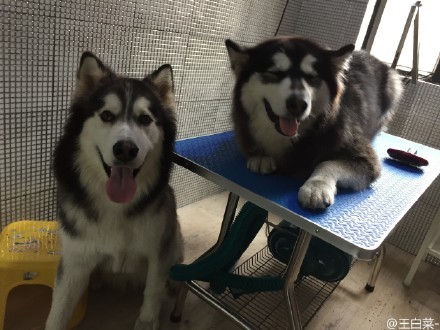 搞出命案让主人崩溃?!超皮阿拉斯加雪橇犬的爆