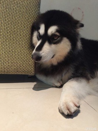 搞出命案让主人崩溃?!超皮阿拉斯加雪橇犬的爆