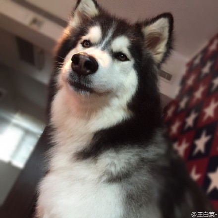 搞出命案让主人崩溃?!超皮阿拉斯加雪橇犬的爆