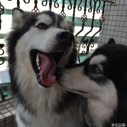 搞出命案让主人崩溃?!超皮阿拉斯加雪橇犬的爆