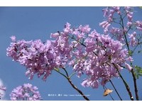 高雄百棵「藍花楹」綻放　淡紫色風鈴迎來南台灣初夏
