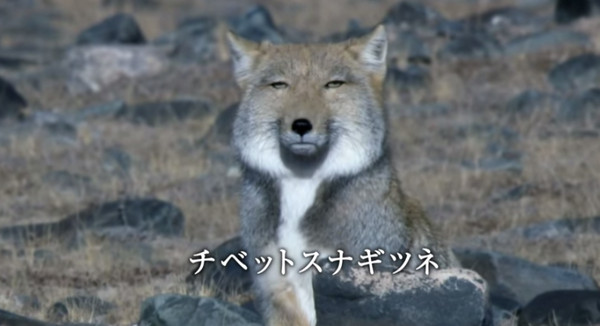 句点白目上司对话,日本流行摆藏狐脸 | 键盘大柠