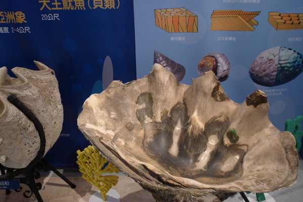 世界最大贝壳「巨砗磲蛤」 比小一生还长