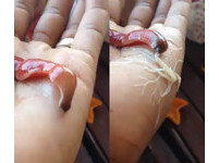 神秘巨紅蠕蟲被捕捉拍攝　9秒「噴絲」畫面4天20萬分享