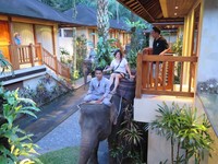為保護「牠」放棄家人　峇里島大象旅館的生命故事