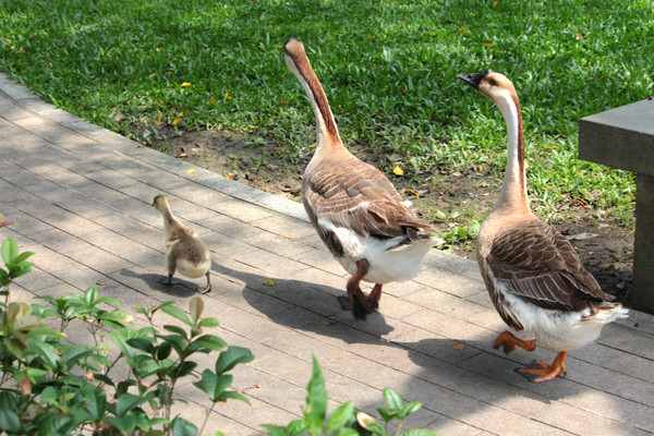 國際生物多樣性日　大湖公園「鵝家族」被通報進收容所（圖／溫芳玲攝影）