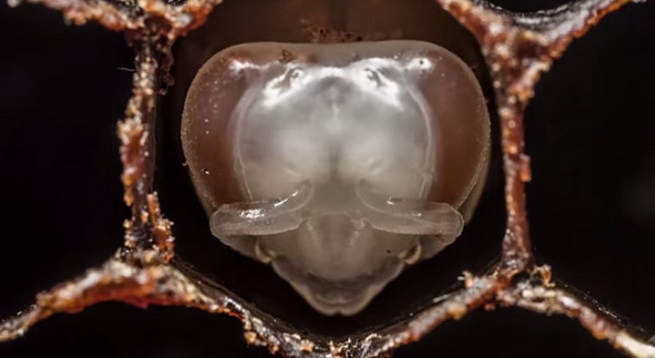 嗡嗡嗡 1分钟看蜜蜂出生到采蜜 | ETtoday新奇