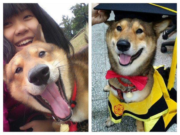 好低沈的嗓音!柴犬撼撼超磁性说520 粉丝:已融化