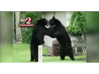 兩隻黑熊闖民宅　門口打架爭地盤