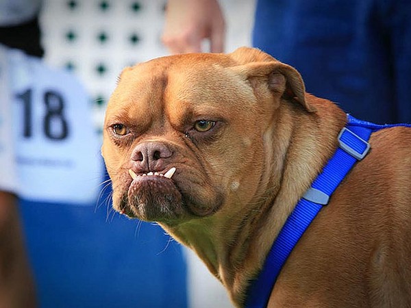 再丑都有人爱「2012世界最丑狗」冠军长得像海狮
