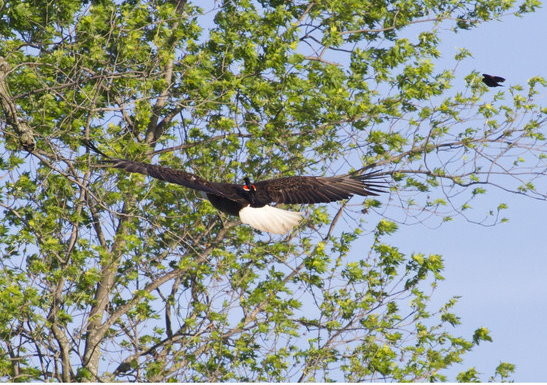 偷懒不自己飞? 小黑鹂竟然骑老鹰! | ETtoday宠