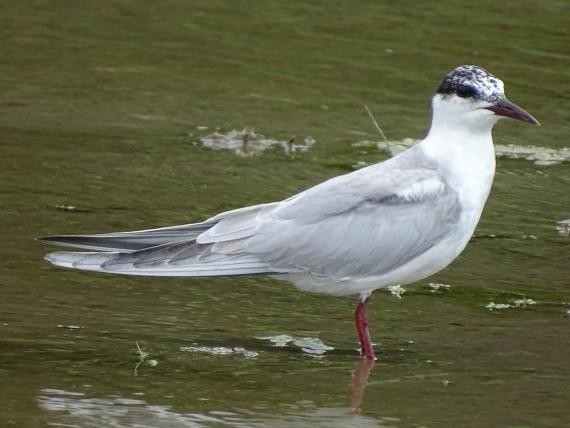 榕树学堂讯\/发现稀有鸟种 水雉、红领瓣足鹬、