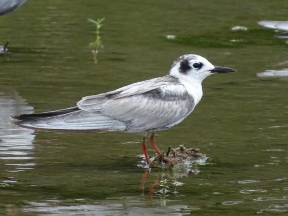 榕树学堂讯\/发现稀有鸟种 水雉、红领瓣足鹬、