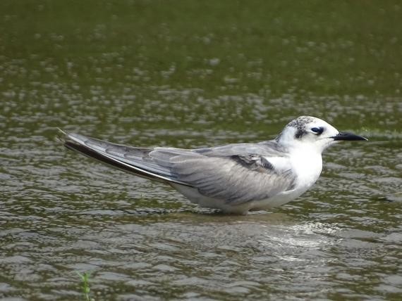 榕树学堂讯\/发现稀有鸟种 水雉、红领瓣足鹬、