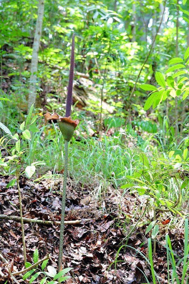 雷公掉了一把枪? 台湾最大花「魔芋」近距离曝光