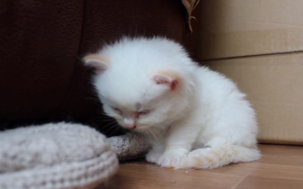 小猫打瞌睡摇摇晃晃 网友:别再撑了,你就睡吧!