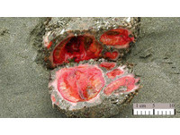 「鋼纖海鞘」外表看似堅硬石頭　剖開竟有鮮紅血肉
