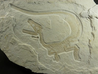 德國出土鳥類先祖「虛骨龍」化石