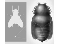 「劊子手蒼蠅」體型雖小　產卵剁掉無數螞蟻的腦袋
