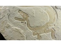 恐龍不存在！　古生物學家：全是長羽毛的「恐雞」