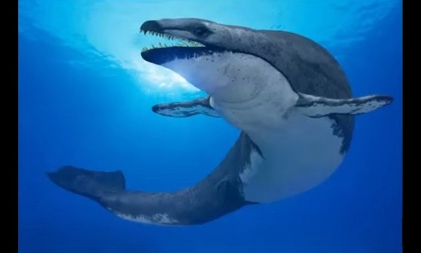 埃及「龙王鲸」演绎残酷猎杀 吞掉同类后遭鲨鱼啃食