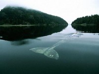「52赫茲」世界最寂寞鯨魚　歌聲只有自己聽得見