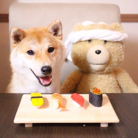 最喜欢的食物是吐司!呆萌柴犬daifuku吃货日记