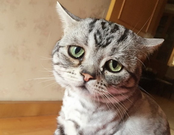 悲伤是唯一的颜色 「世界最悲伤的猫」眼神融化你的心