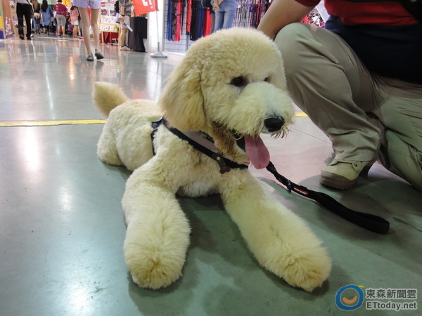 智慧狗保母 镶钻猫抓台 呵护宠物无微不至 | ET