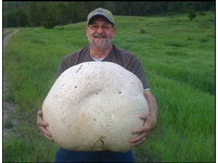 巨無霸蘑菇重26公斤　等同8歲男童體重