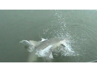 【影】釣客驚魂！鯊魚躍出水面咬走上鉤魚