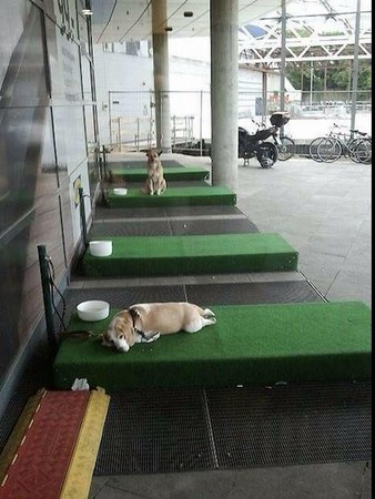 德IKEA设人工草皮「停狗位」 还贴心提供爱犬