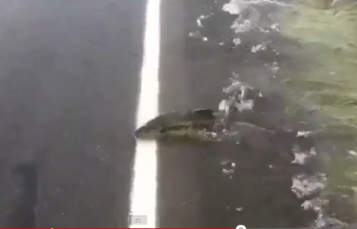 美国华盛顿州遭暴雨袭击 惊现鲑鱼「逆流蹬马