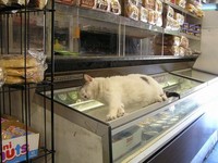 【圖】熱到爆！　貓咪趴超商冰櫃閉目養神
