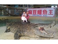 「麻豆鱷魚王」要說再見！回饋台南民眾免費入園