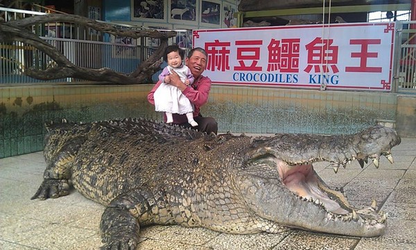 邱锡河批动保法太严苛! 40年「麻豆鳄鱼王」要停业