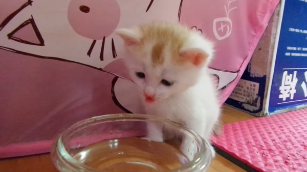学习用碗「喝水」 小萌猫舔舌回味:原来这就是水