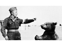 詭史／「波蘭戰熊」曾參與二戰　提振士氣還當彈藥兵！