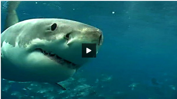 恐怖攻击 冲浪客被大白鲨咬成两截!澳洲下令全面猎杀