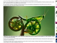 小螳螂騎腳踏車　蕨類植物當座騎超拉風