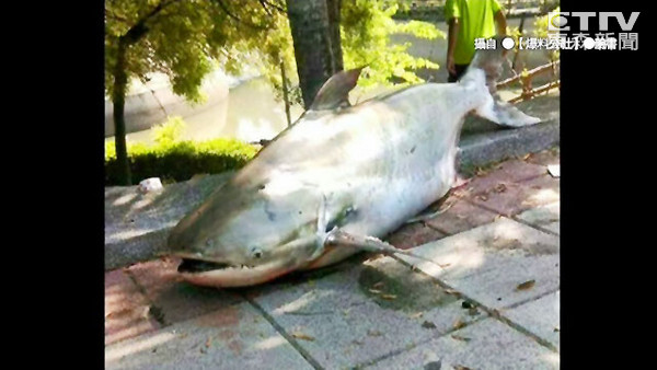 网友推测,长得像鲨鱼的超级大鱼,可能是扁加秋司鲨是印度最大的鲶鱼