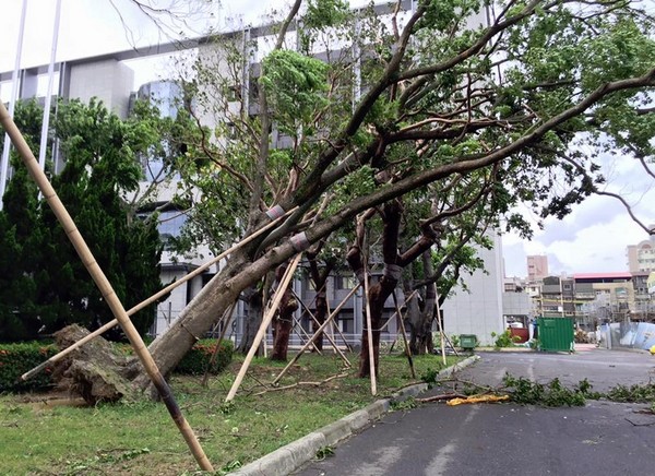 台风肆虐!全台树倒成灾 树医教你「救树」要领