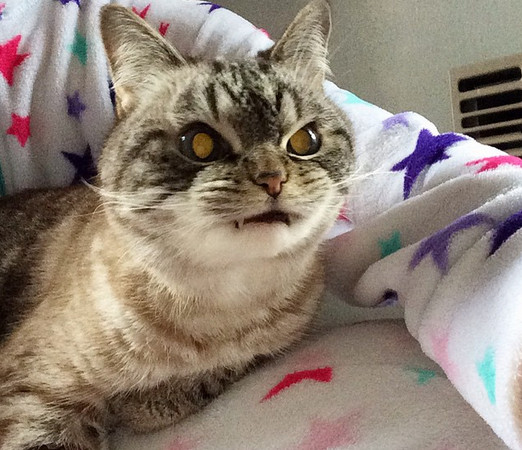 被我催眠了吗?(图/翻摄自loki_kitteh推特)
