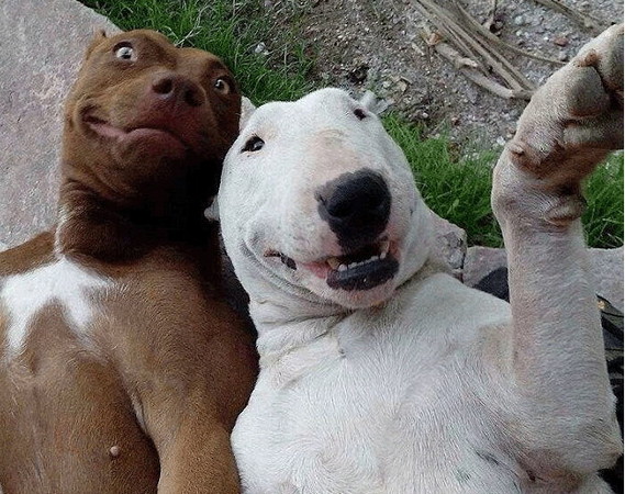 最爆笑的动物自拍照.左边的狗狗很很有et的fu! (图/翻摄自网路)